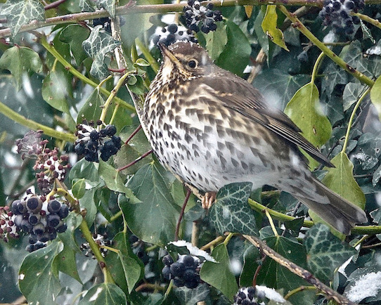 song thrush